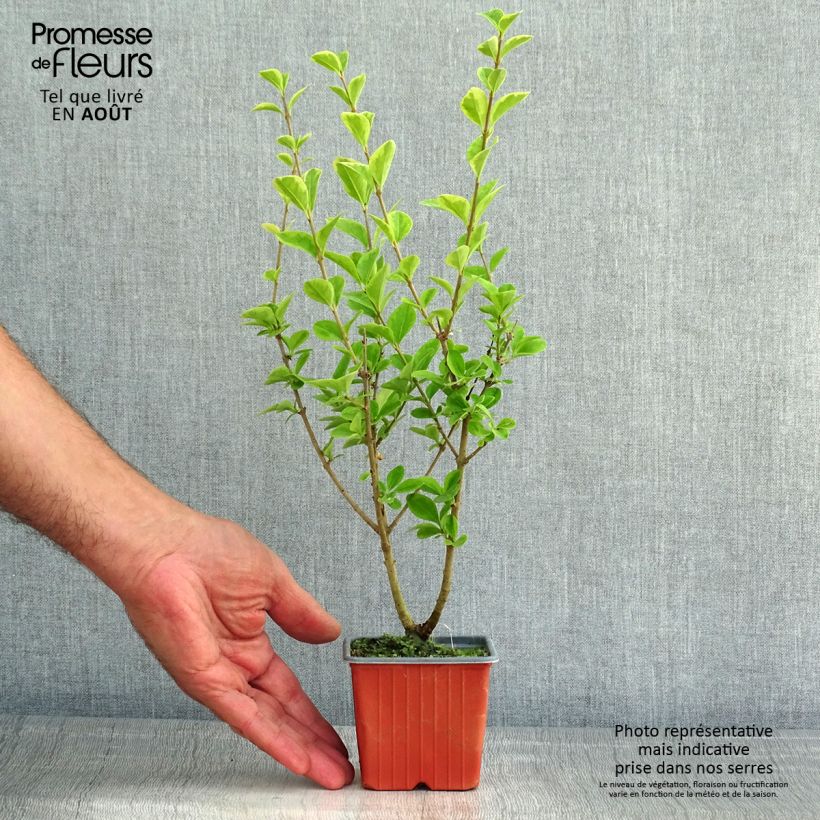Esimerkki kesällä toimitetusta Soikkolikusteri Aureum Taimiruukku 8/9 cm-taimesta