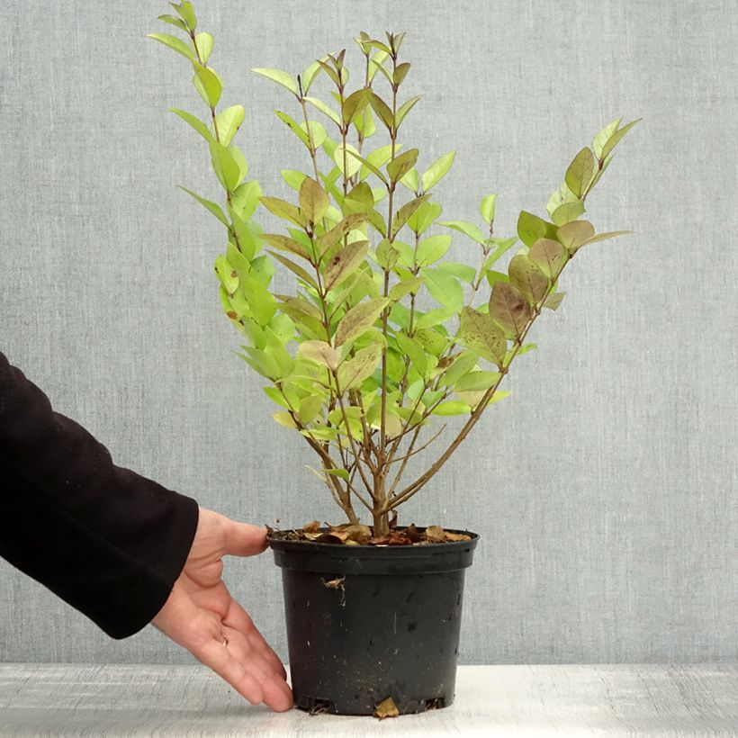 Esimerkki syksyllä toimitetusta Kultahapuikko - Ligustrum x vicaryi 2 litran/3 litran ruukku-taimesta