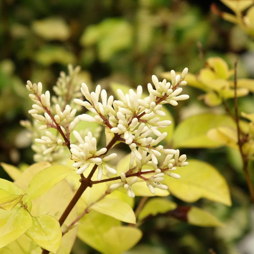 Kultahapuikko - Ligustrum x vicaryi (Kukinta)
