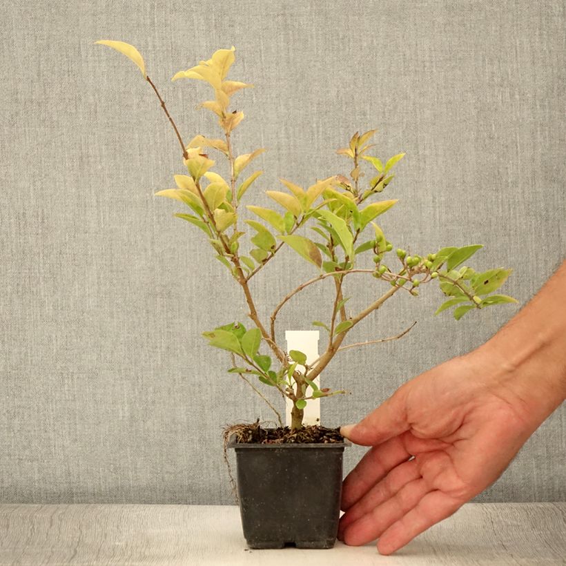 Esimerkki kesällä toimitetusta Kultahapuikko - Ligustrum x vicaryi Taimiruukku 8/9 cm-taimesta