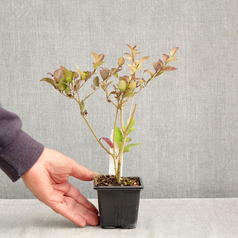 Esimerkki syksyllä toimitetusta Kultahapuikko - Ligustrum x vicaryi 8/9 cm taimiruukku-taimesta