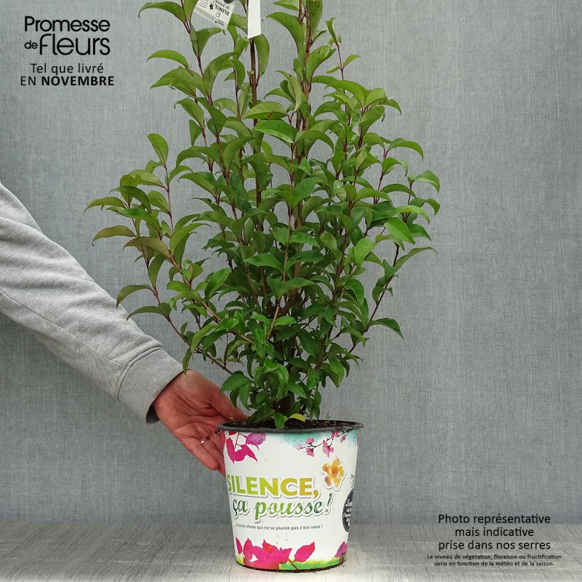 Esimerkki syksyllä toimitetusta Japaninlikusteri - Ligustrum japonicum 1,5 litran / 2 litran kannu-taimesta