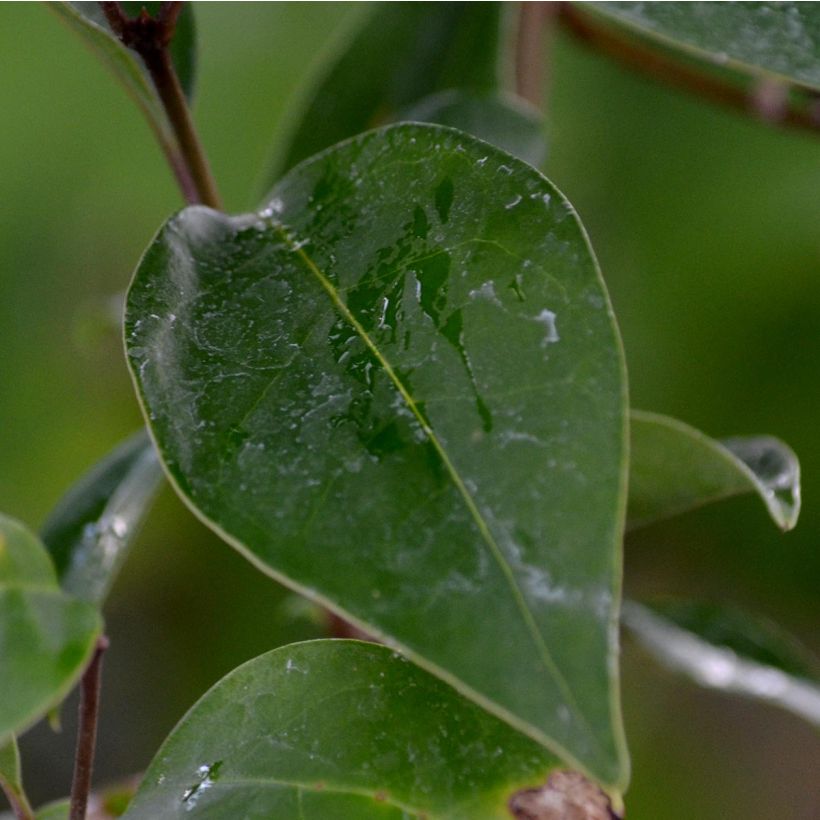 Japaninlikusteri - Ligustrum japonicum (Lehvistö)