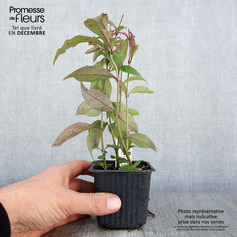 Esimerkki syksyllä toimitetusta Japaninlikusteri - Ligustrum japonicum 8/9 cm taimiruukku-taimesta