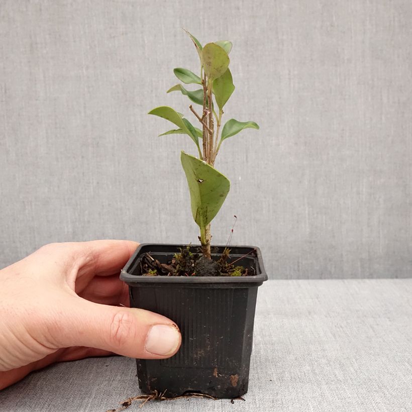 Esimerkki talvella toimitetusta Japaninlikusteri - Ligustrum japonicum 8/9 cm taimiruukku-taimesta