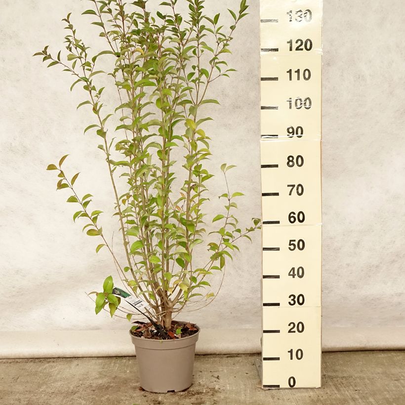 Esimerkki kesällä toimitetusta Japaninlikusteri - Ligustrum japonicum Pot de 7,5L/10L-taimesta