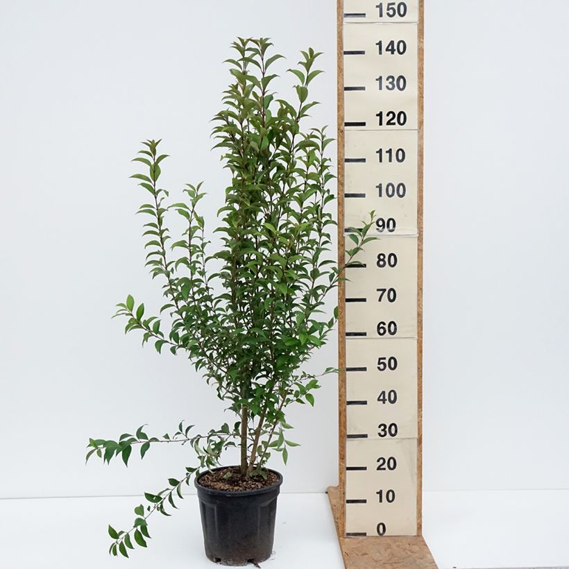 Esimerkki syksyllä toimitetusta Japaninlikusteri - Ligustrum japonicum 7,5 litran / 10 litran ruukku-taimesta