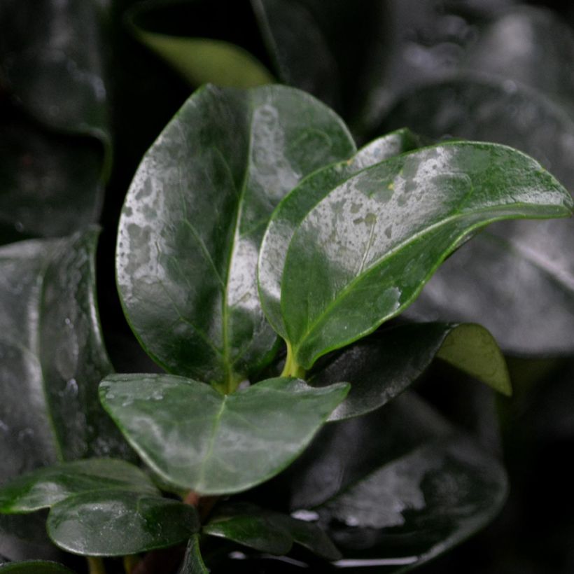 Japaninlikusteri Rotundifolium (Lehvistö)