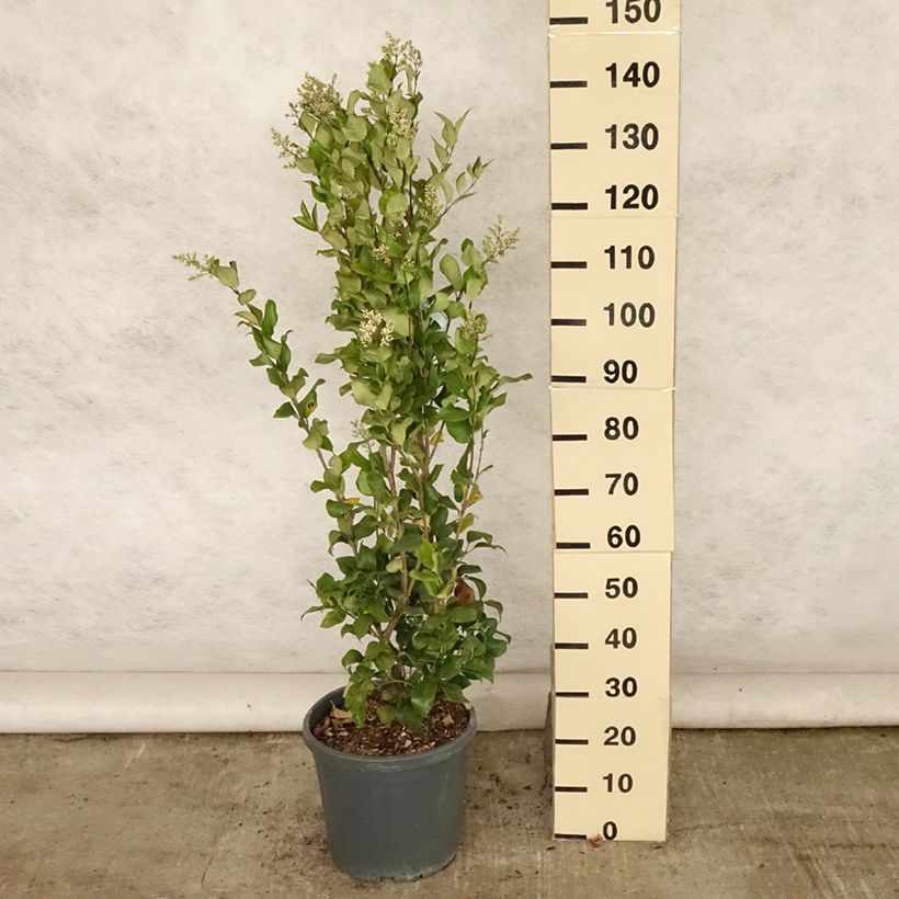 Esimerkki kesällä toimitetusta Japaninlikusteri Texanum Pot de 7,5L/10L-taimesta