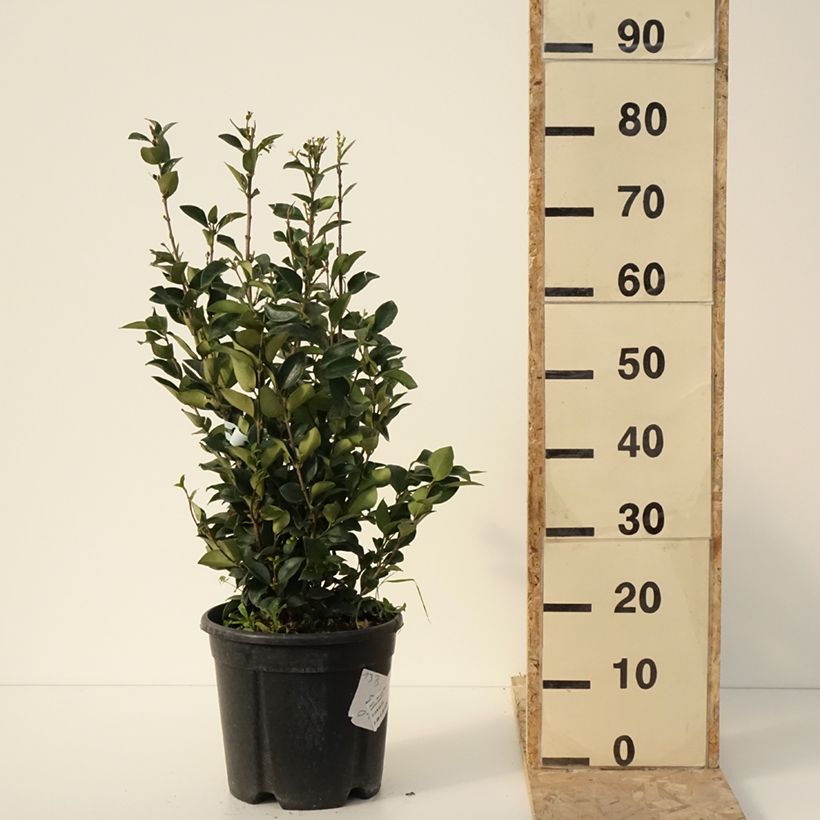 Esimerkki talvella toimitetusta Troène du Texas - Ligustrum japonicum Texanum Pot de 7,5L/10L-taimesta