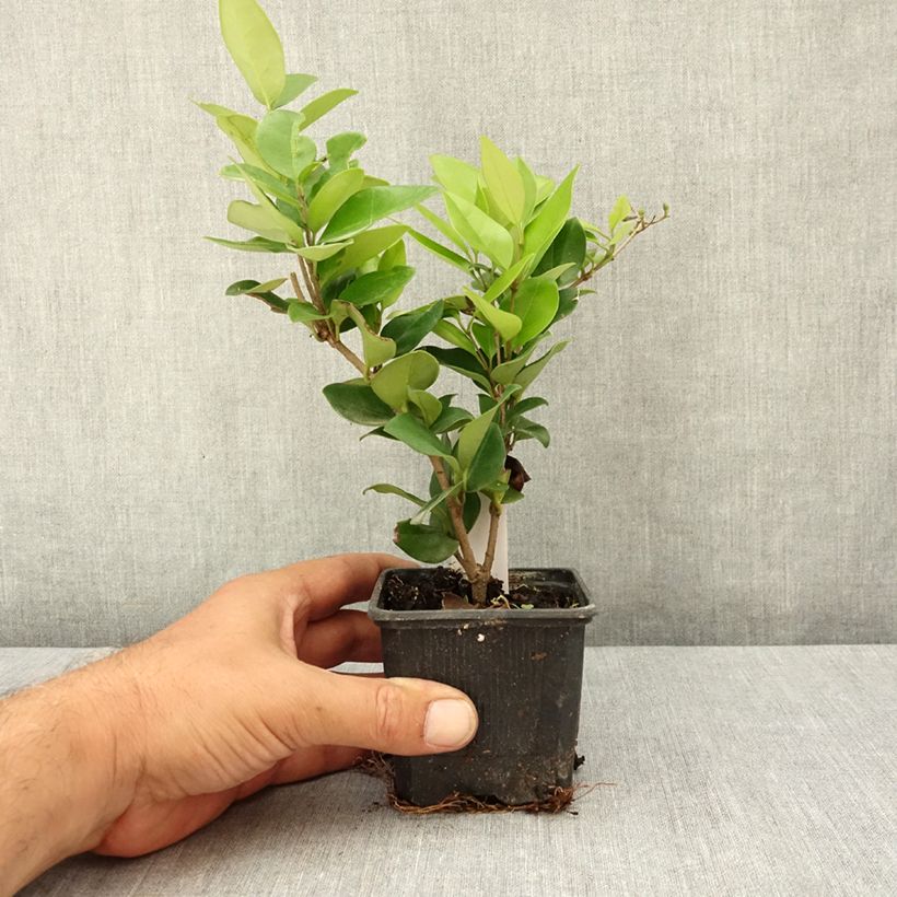 Esimerkki kesällä toimitetusta Japaninlikusteri Texanum 8/9 cm taimiruukku-taimesta