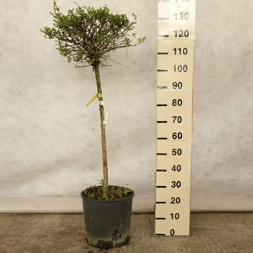 Esimerkki kesällä toimitetusta Likusteri - Ligustrum delavayanum Pot de 12L/15L, 1/4 de tige-taimesta