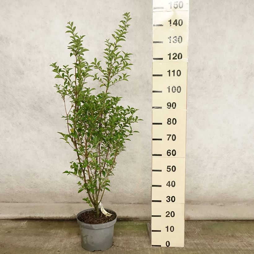 Esimerkki kesällä toimitetusta Soikkolikusteri - Ligustrum ovalifolium Ruukku 7,5L / 10L-taimesta