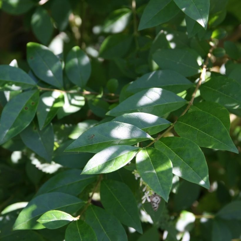 Soikkolikusteri - Ligustrum ovalifolium (Lehvistö)