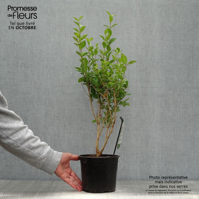 Esimerkki syksyllä toimitetusta Ligustrum ovalifolium - Soikkolikusteri 2 litran/3 litran ruukku-taimesta