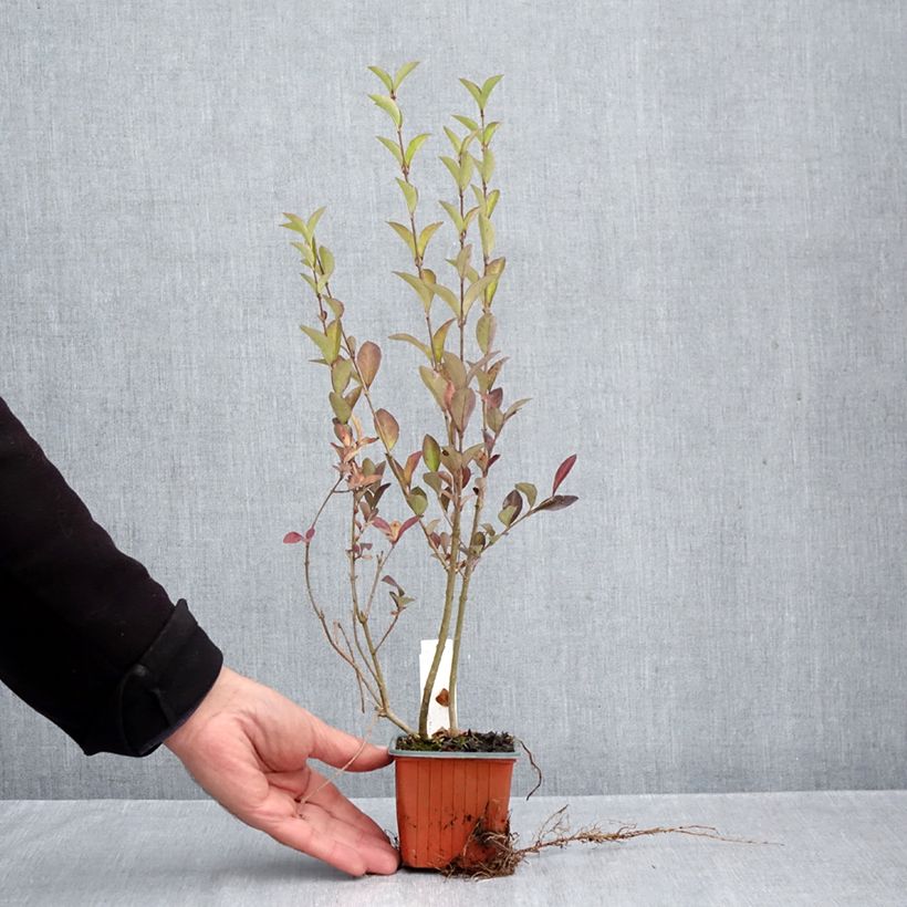 Esimerkki syksyllä toimitetusta Ligustrum ovalifolium - Soikkolikusteri 8/9 cm taimiruukku-taimesta