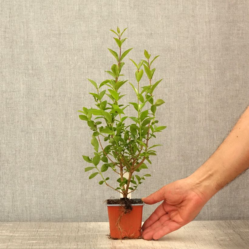 Esimerkki keväällä toimitetusta Soikkolikusteri - Ligustrum ovalifolium Taimiruukku 8/9 cm-taimesta
