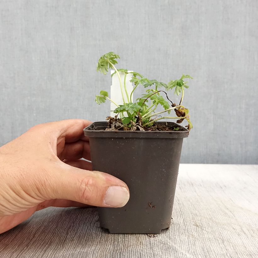 Esimerkki syksyllä toimitetusta Pikkukullero - Trollius pumilus 8/9 cm taimiruukku-taimesta