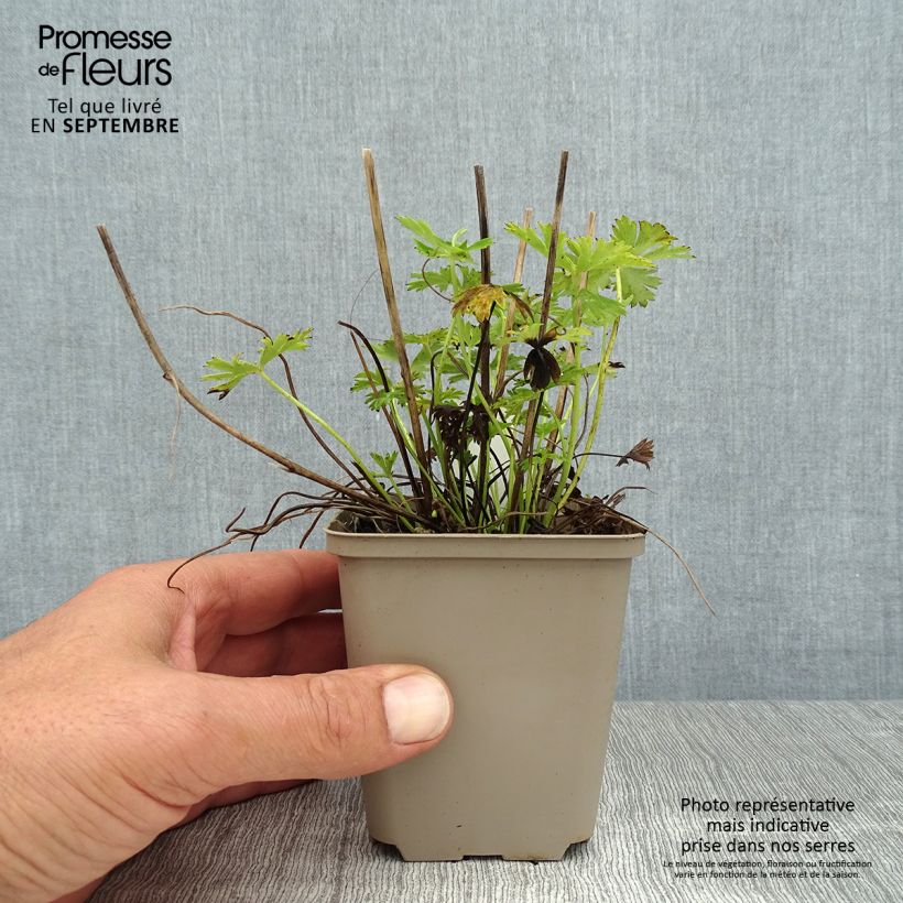 Esimerkki kesällä toimitetusta Pikkukullero - Trollius pumilus Taimiruukku 8/9 cm-taimesta