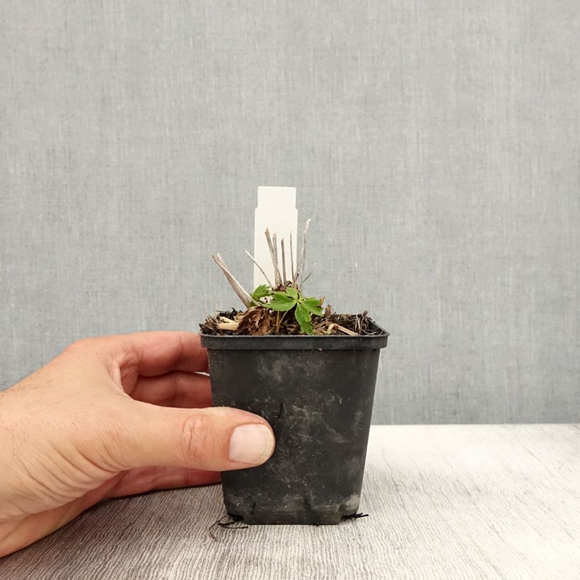 Esimerkki syksyllä toimitetusta Tarhakullero Lemon Queen 8/9 cm taimiruukku-taimesta