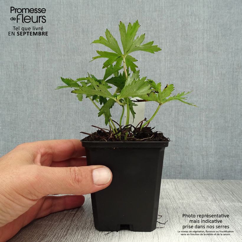 Esimerkki kesällä toimitetusta Tarhakullero Lemon Queen Godet de 8/9 cm-taimesta