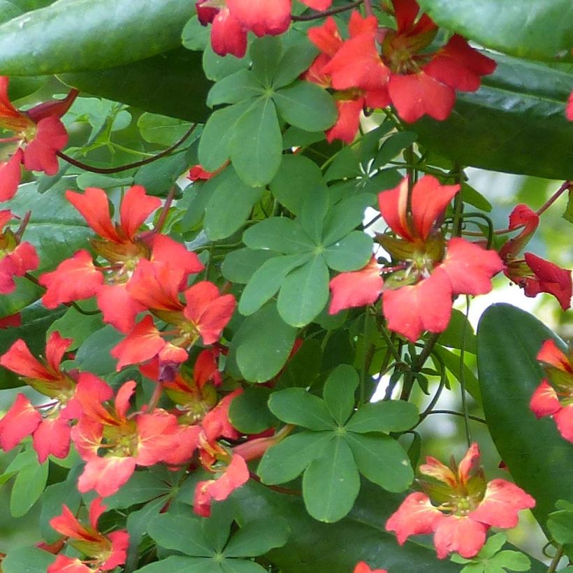 Liekkiköynnöskrassi - Tropaeolum speciosum (Foliage)