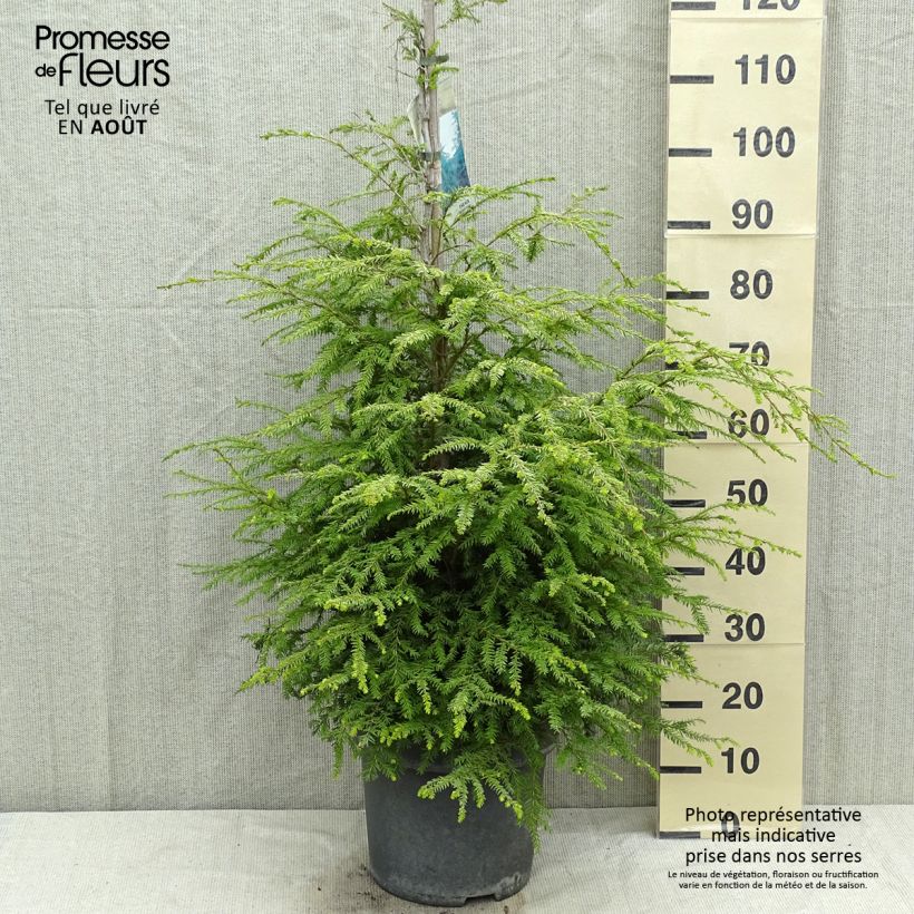 Esimerkki kesällä toimitetusta Kanadanhemlokki - Tsuga canadensis Pot de 3L/4L-taimesta