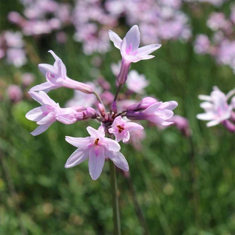 Kuvernöörinkukka Ashanti (Kukinta)
