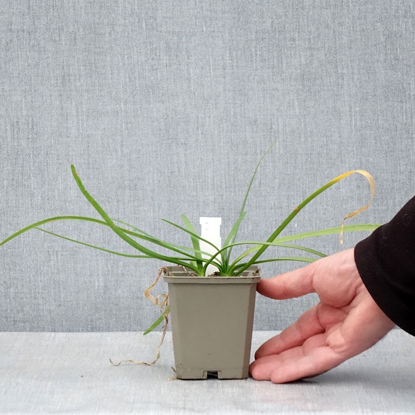 Esimerkki keväällä toimitetusta Kuvernöörinkukka Savannah Lightning Godet de 8/9 cm-taimesta