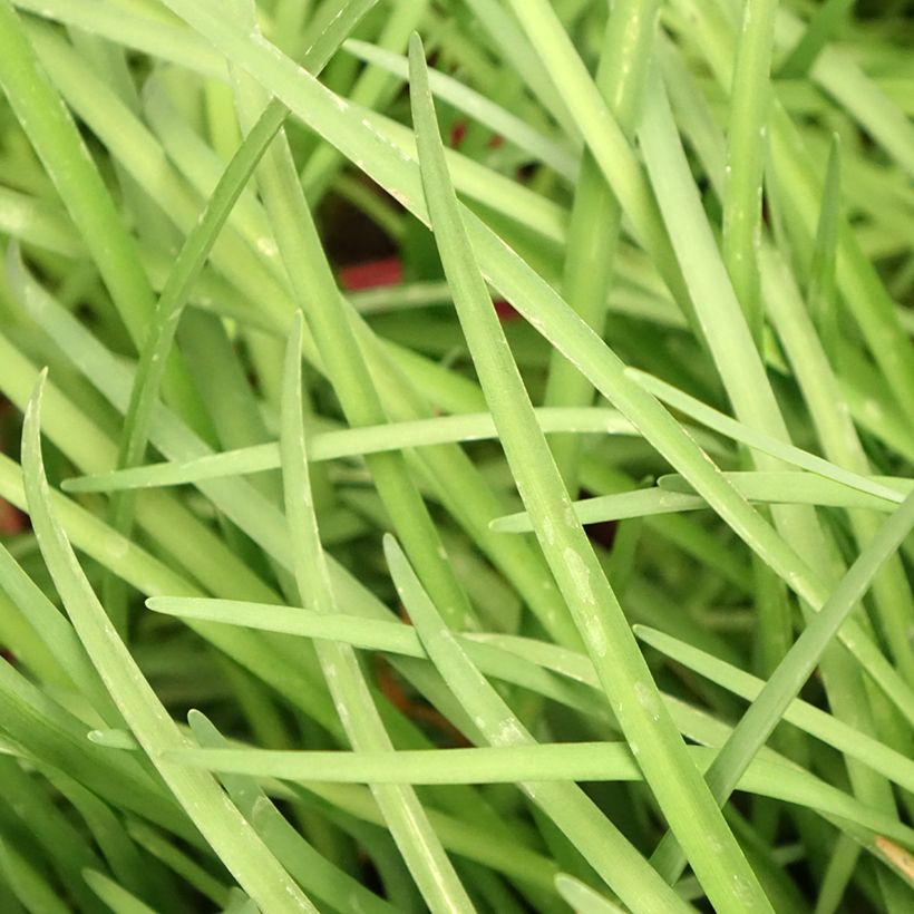 Kuvernöörinkukka - Tulbaghia violacea (Lehvistö)
