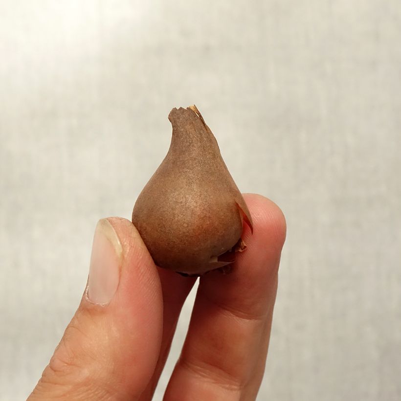 Esimerkki syksyllä toimitetusta Tulipe botanique acuminata - Tulipe cornue Bulbe calibre 8+-taimesta