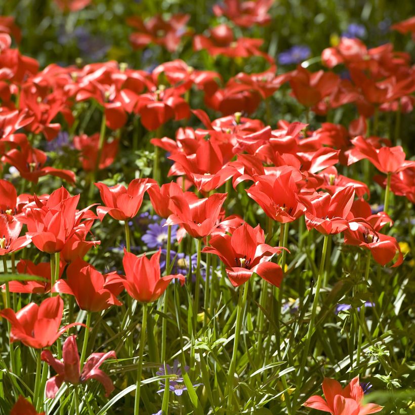 Buharantulppaani - Tulipa linifolia (Kukinta)