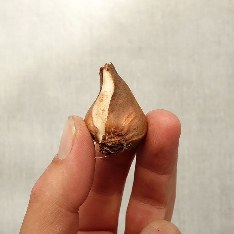 Esimerkki syksyllä toimitetusta Kasvitieteellinen tulppaani - Tulipa schrenkii Bulbe size 8+-taimesta