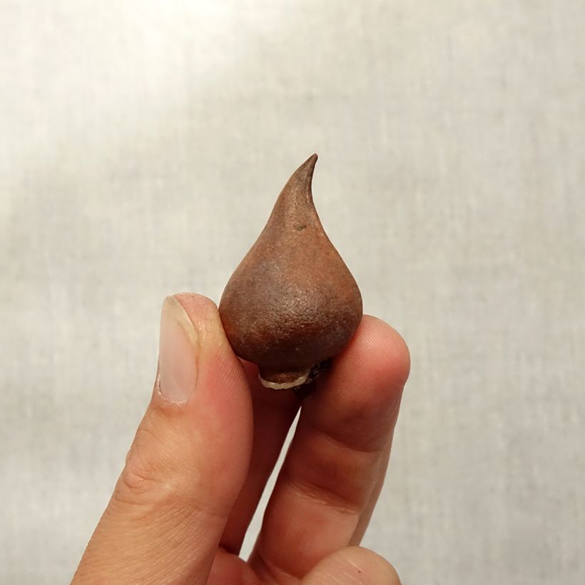 Esimerkki syksyllä toimitetusta Roihutulppaani - Tulipa sprengeri Sipulit Koko 8+-taimesta