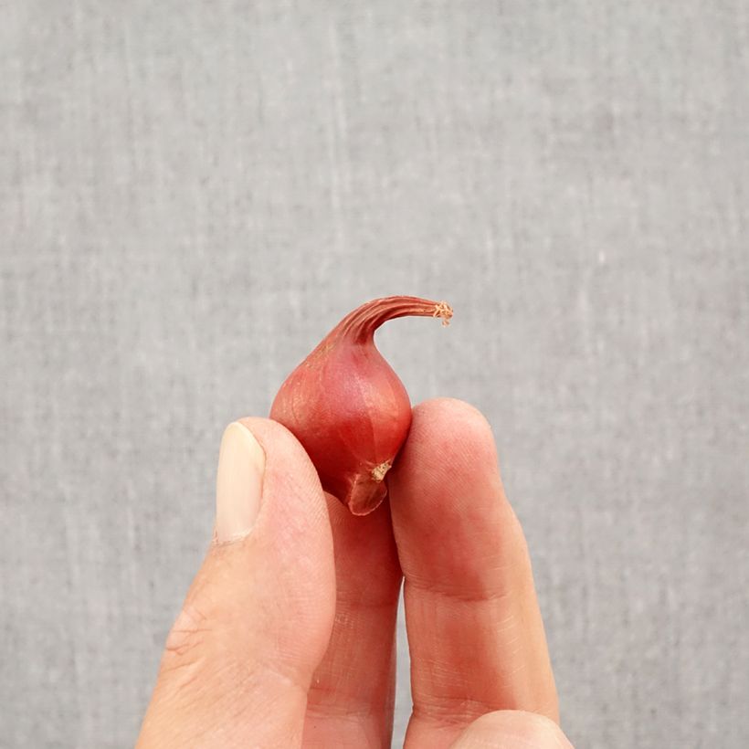 Esimerkki syksyllä toimitetusta Kääpiötulppaani - Tulipa turkestanica Sipulit Koko 6+-taimesta