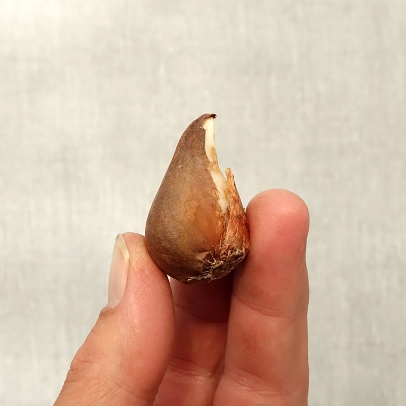 Esimerkki syksyllä toimitetusta Parvitulppaani - Tulipa urumiensis Sipulit Koko 8+-taimesta