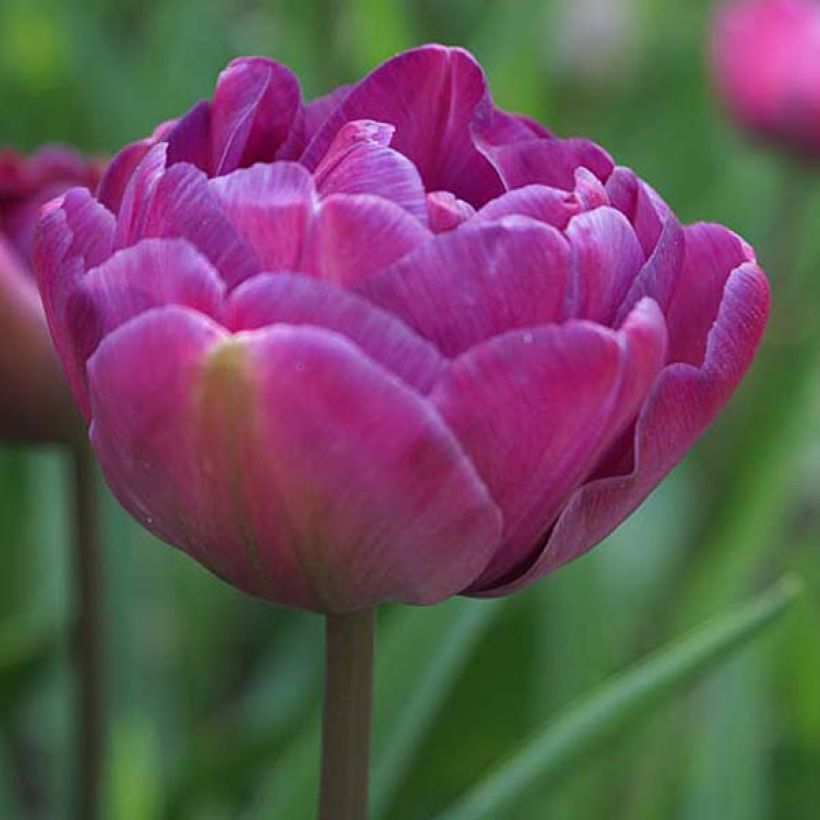 Myöhäinen kerrottu tulppaani Blue Diamond (Kukinta)