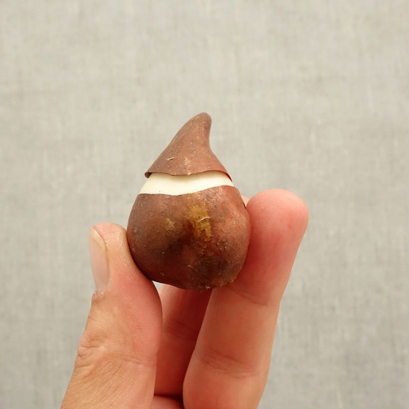 Esimerkki syksyllä toimitetusta Tulipe Fleur de Lis Burgundy Bulbe calibre 10/11-taimesta