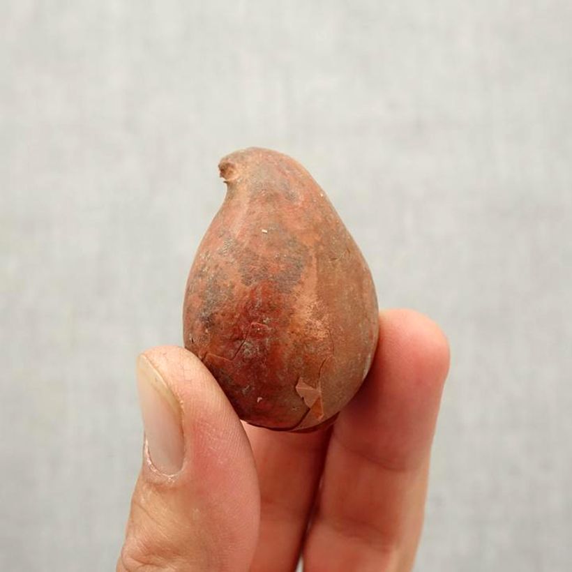 Esimerkki syksyllä toimitetusta Tulipe Fleur de Lis China Pink Bulbe calibre 10/12-taimesta
