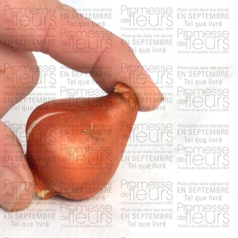 Esimerkki toimitetusta Tulipe fosteriana Sweetheart Bulbe calibre 11+-taimesta