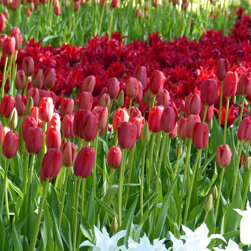 Myöhäinen yksinkertainen tulppaani Sky High Scarlet (Kukinta)