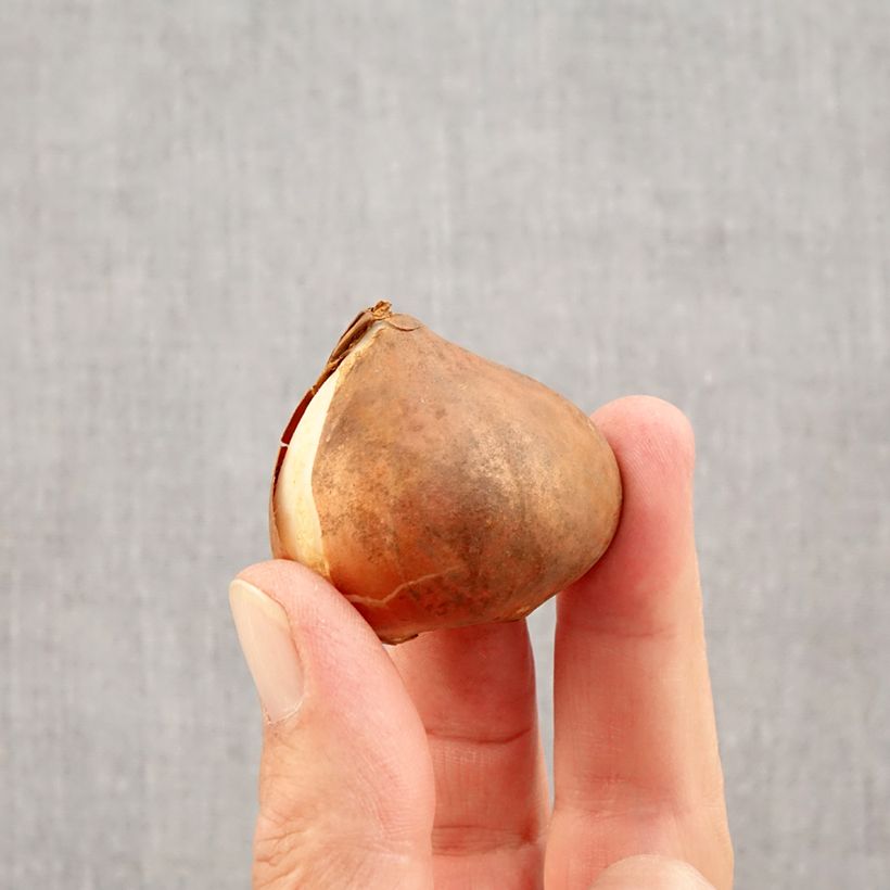 Esimerkki syksyllä toimitetusta Triumftulppaani Apricot Favourite Sipulit Koko 11+-taimesta