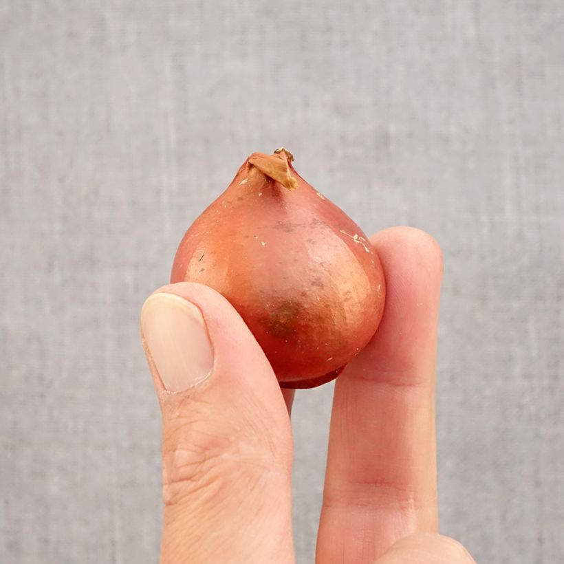 Esimerkki syksyllä toimitetusta Triumftulppaani Apricot Foxx Sipulit Koko 12+-taimesta