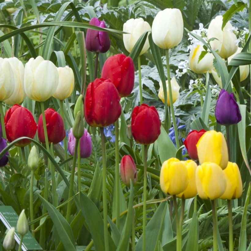 Triumftulppaani Ile de France (Kukinta)
