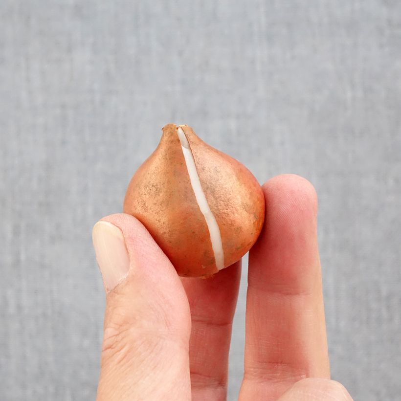 Esimerkki syksyllä toimitetusta Triumftulppaani Mango Charm Sipulit Koko 11+-taimesta