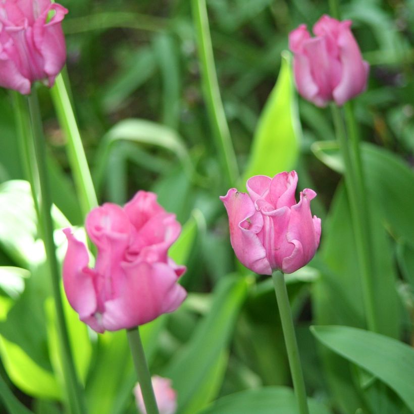 Myöhäinen yksinkertainen tulppaani Picture (Kukinta)