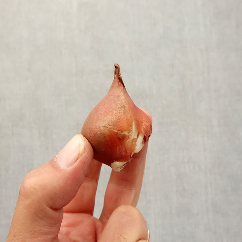 Esimerkki syksyllä toimitetusta Tulipes viridiflora en mélange Bulbe calibre 12+-taimesta