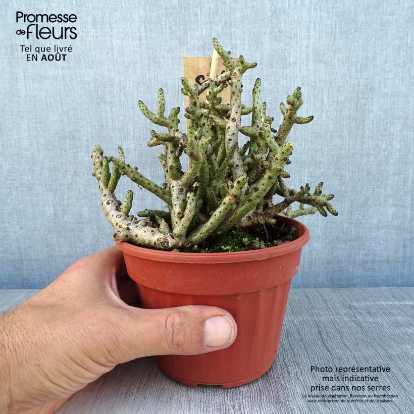 Esimerkki kesällä toimitetusta Tylecodon bucholzianus Pot de 12 cm / 13 cm-taimesta