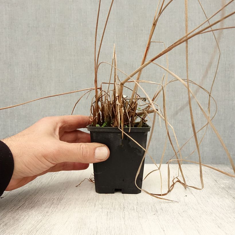 Esimerkki syksyllä toimitetusta Typha angustifolia - Massette à feuilles étroites Godet de 8/9 cm-taimesta
