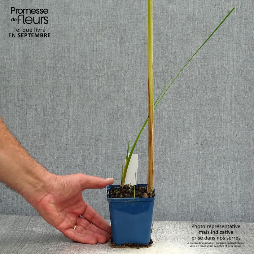 Esimerkki syksyllä toimitetusta Kapeaosmankäämi - Typha angustifolia 8/9 cm taimiruukku-taimesta